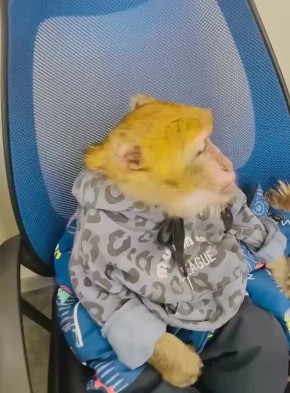 ���������� ��������� �������� �� ���������� � ������� ������������