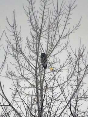 ����������� ������� ���� � ������