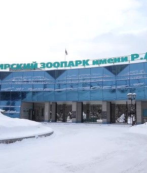 Сытые и пушистые: кошки Новосибирского зоопарка не боятся морозов