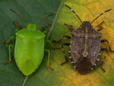 ������������ ����� ������: ��� ���-������� �������� � ������ � �����������