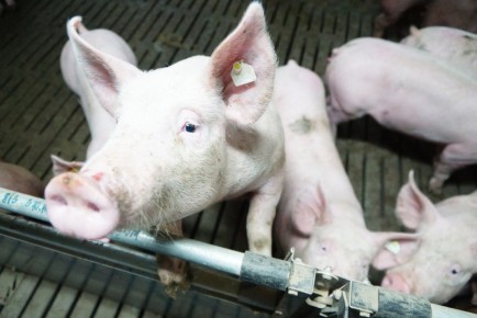 ������������� ������ ������� ������-������� ��� ��������� ������� ��������