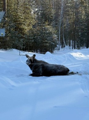 ������, ���������� ������ ������� � ������������ ����� ������ ���� ��� ������