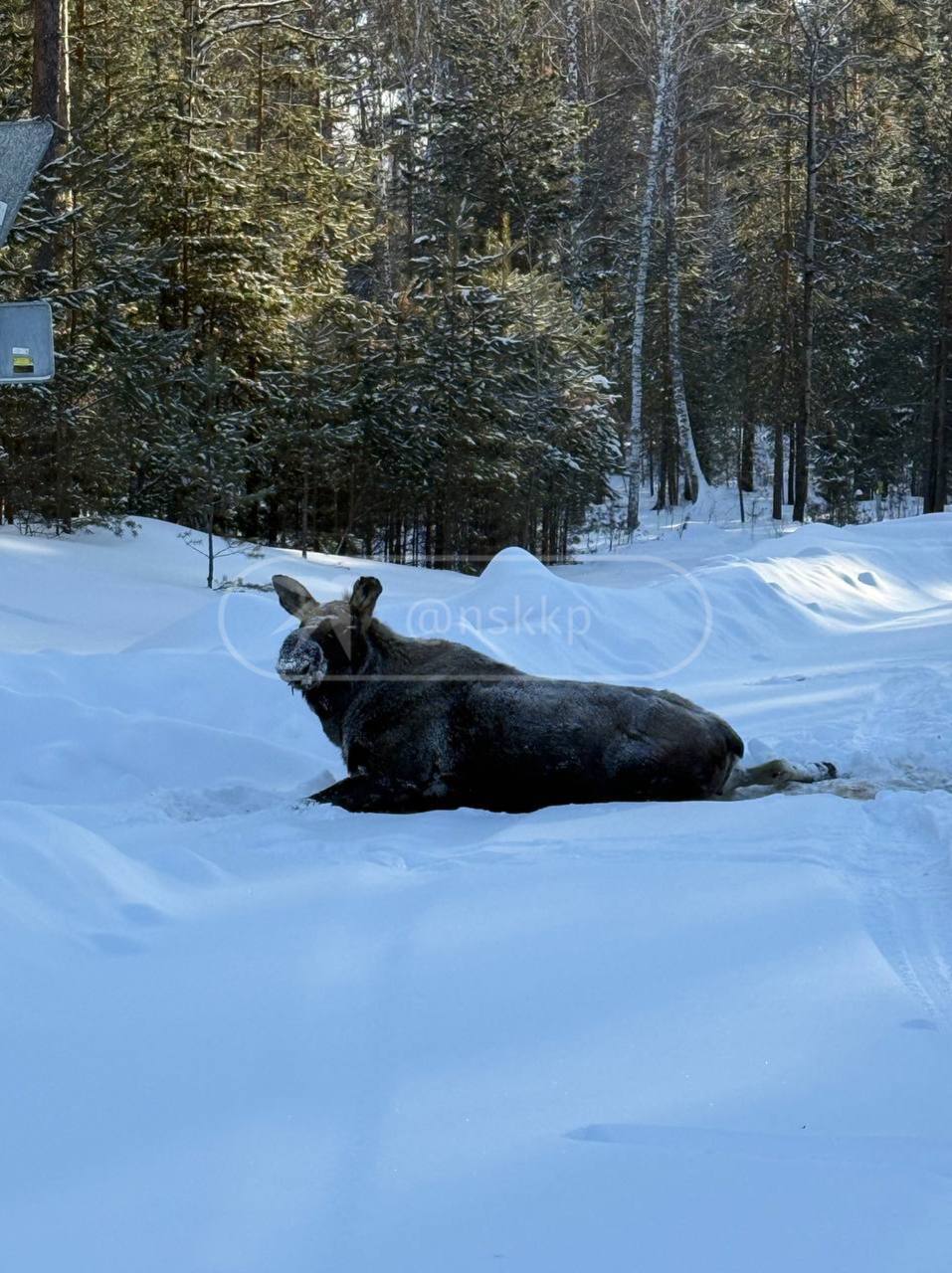 Эмпаты, держитесь… Сбитый машиной в Новосибирске лосяш второй день ждёт помощи