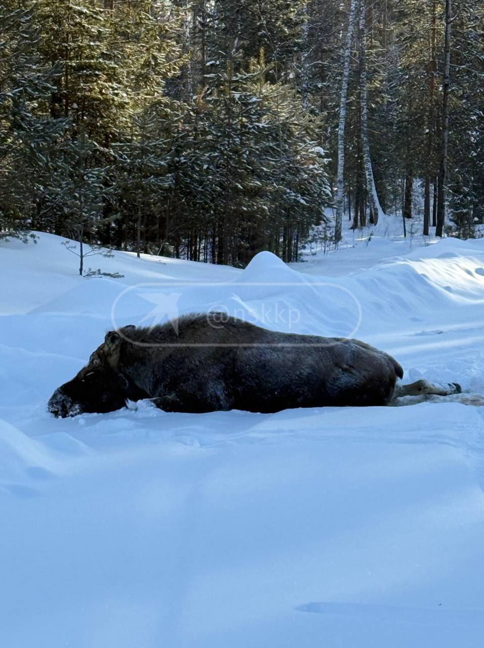 Эмпаты, держитесь… Сбитый машиной в Новосибирске лосяш второй день ждёт помощи Эмпаты, держитесь… Сбитый машиной в Новосибирске лосяш второй день ждёт помощи