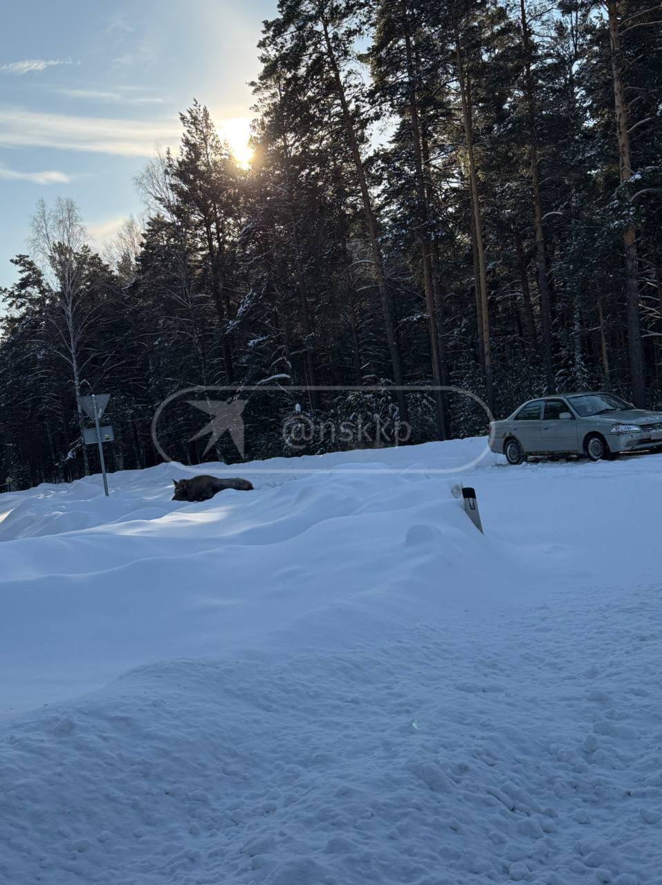 Эмпаты, держитесь… Сбитый машиной в Новосибирске лосяш второй день ждёт помощи Эмпаты, держитесь… Сбитый машиной в Новосибирске лосяш второй день ждёт помощи