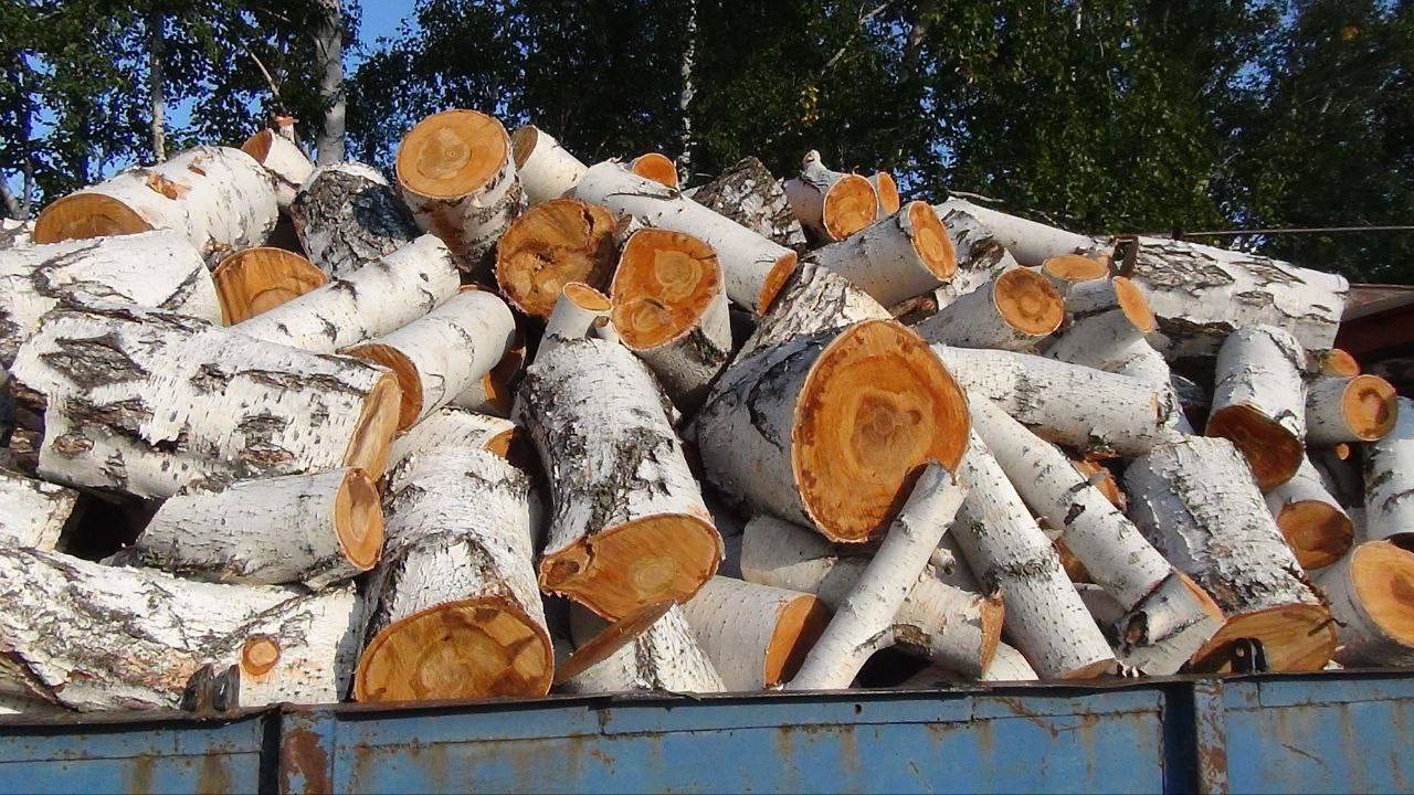 В Новосибирской области осужден мужчина за незаконную рубку березы