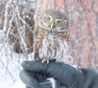 ���������� ������ ���������� � ����� �������������