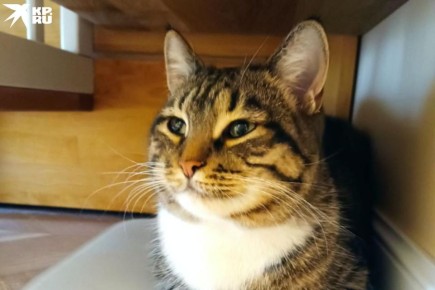 �������� �� �� ��������� � ��������: ��������� �������� ������ �����, ������� ����� ������ ��� ������ ���������