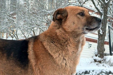 ��� ������������� �������� ����� ����������� �� ��������������