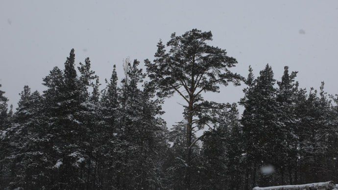В Новосибирской области ищут желающих добывать торф