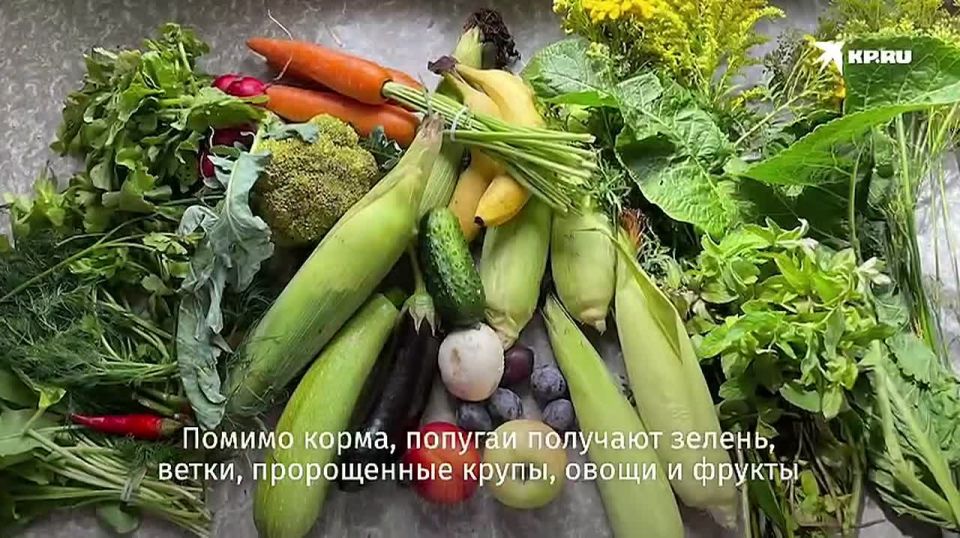 � ����� �� ������� ������� ������������� ��������� ������� ����� ���, ������� �� �������: ��� ����� ���� �� 11 ��������� ��������