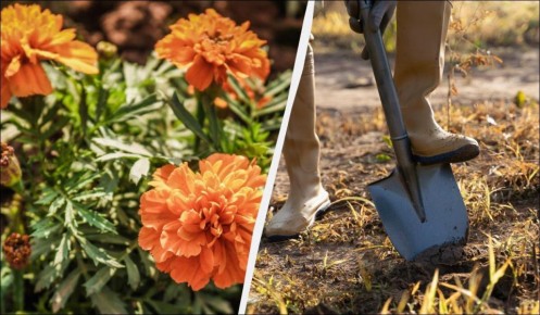 ������� ���������: ��� �������� ������� ������ ������