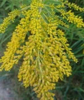 ����������: ��������� ������� ��� ������������ �����������