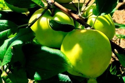 ������ ������: ������� ��������� ����������� � ����� �� ���� ������