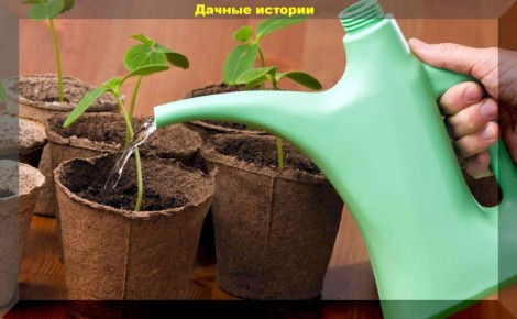 ��� ��������� �������� �������: ������ ������