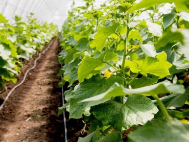 ��� ��������� ���� 75% �������� ������ � ��������