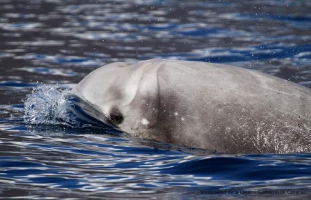 ��� �������� ����������� ������� �� ��������� �����?