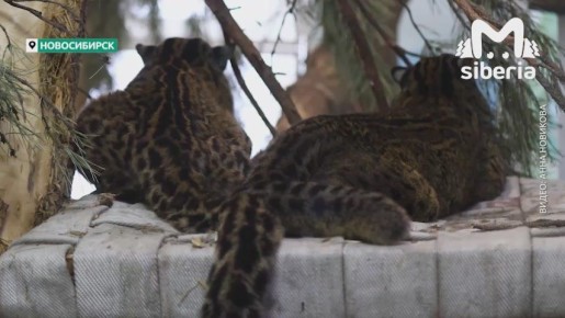 ���������� �� ��������� ������� �� �������������� ��������, ����� ��������� �� ������ � ���������� �������