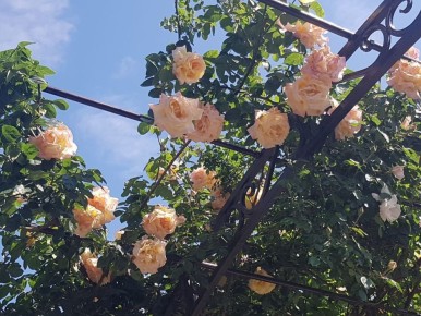 Секреты роз: самые лучшие сорта для вашего сада