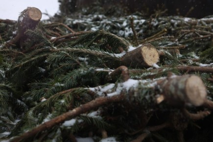 Новогодние ёлки в Новосибирске измельчают в щепу для хозяйственных нужд