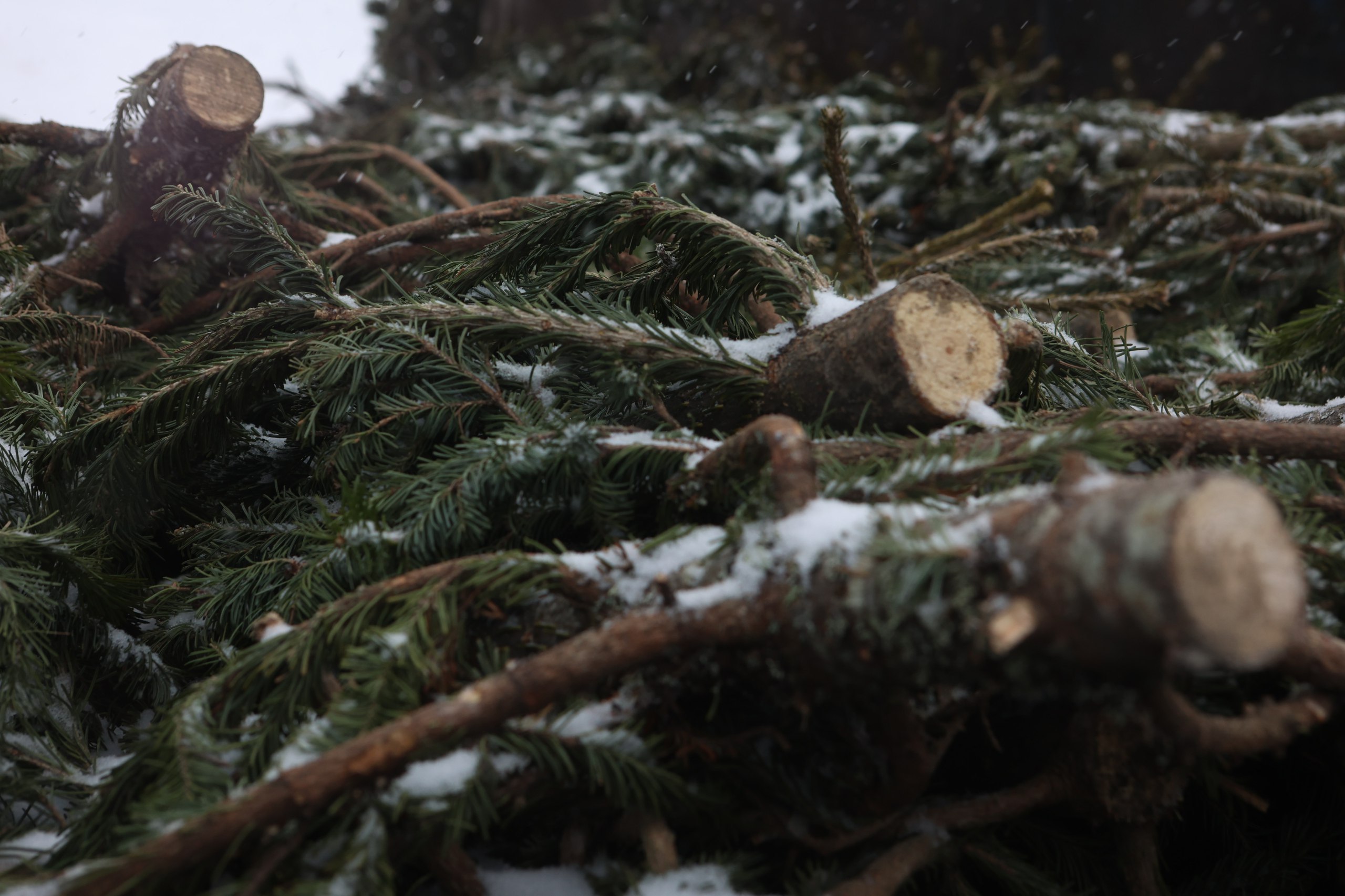 Новогодние ёлки в Новосибирске измельчают в щепу для хозяйственных нужд