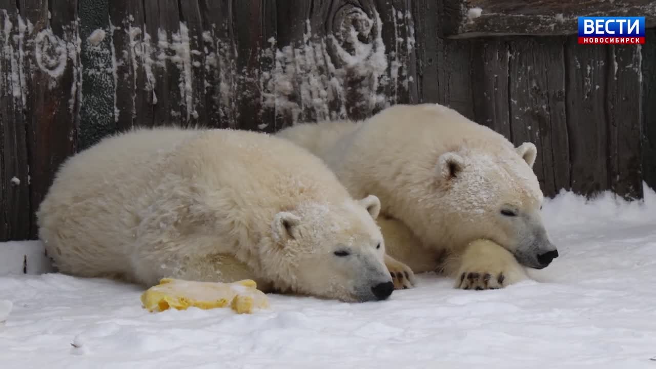 Сладкий сон. В новосибирском зоопарке белые медведицы Белка и Стрелка устроили себе уютный пятничный утренний сон и, честно говоря, выглядят так же, как большинство новосибирцев в ранние часы