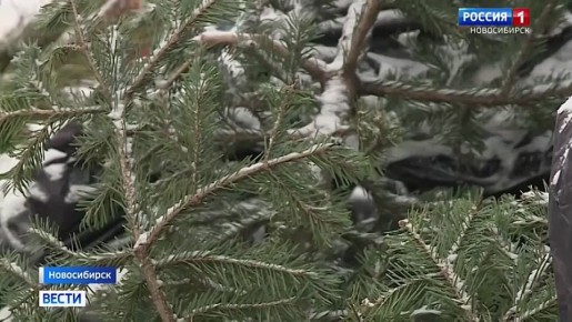 Пустили в дело. Новогодние ёлки перерабатывают в Новосибирске
