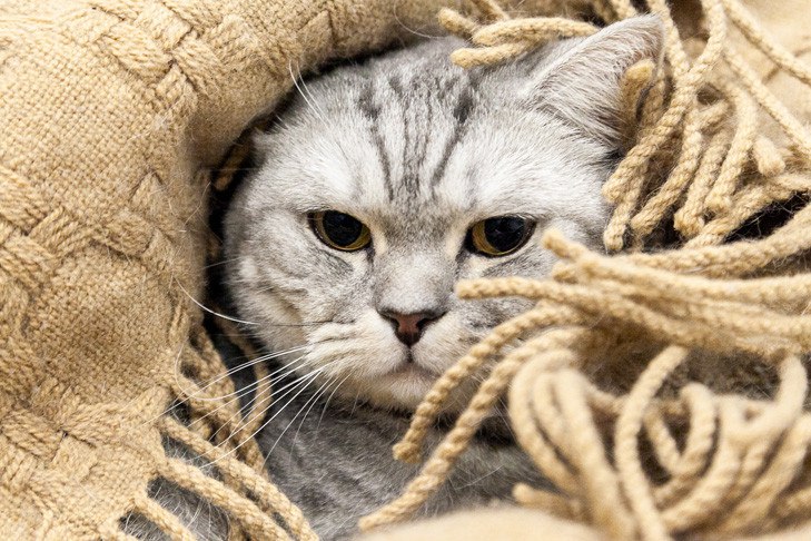 Новосибирские питомцы предпочитают отдых в Турции