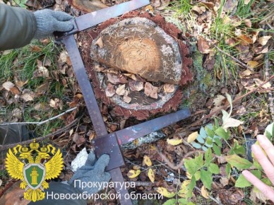 В Новосибирской области перед судом предстанет местный житель за незаконную рубку деревьев