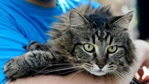 ���������� �������� �� ��������� ���������: ���� ������� ���������?