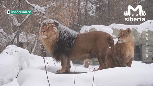 ���� ��� �������, �������, �� �������, �� ����������� � ���� �������