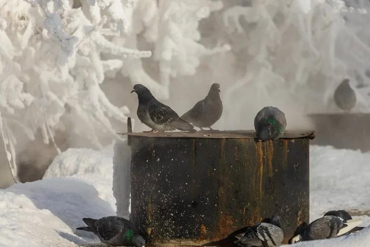 Скачок на 30 градусов: названа дата резкого потепления в конце января-2026 в Новосибирске