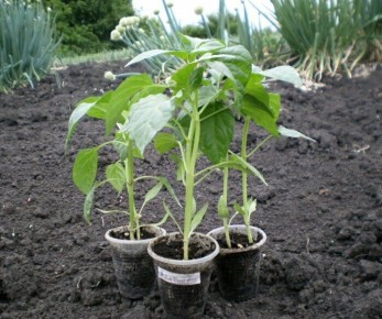 ����� ��������� ��� ������� �� ����� ������������: 3 ������� ���������