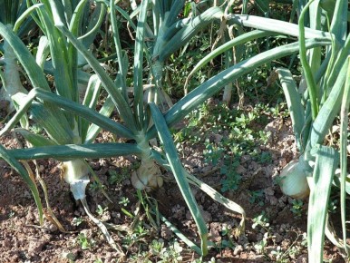 ��� ����������� ������� ������� ��������� ������