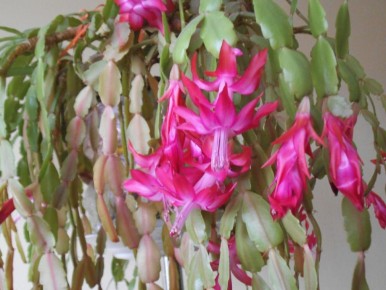 Настоящие лайфхаки для пышного цветения кактусов в домашних условиях