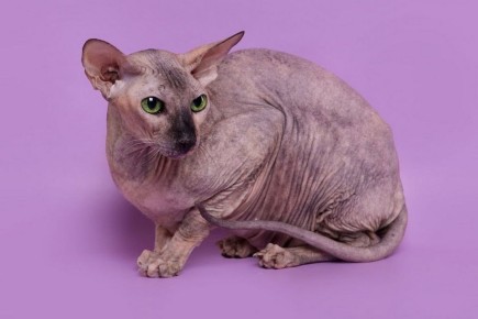 �������� ����������: 5�������� ������������� ������������ ������������