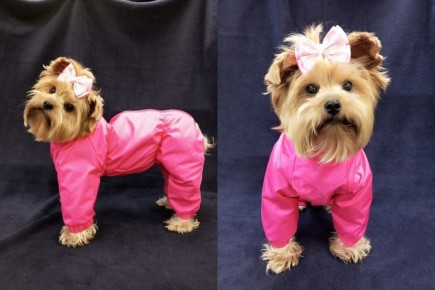 Модники с хвостами: как швея из Новосибирска одевает собак со всей страны