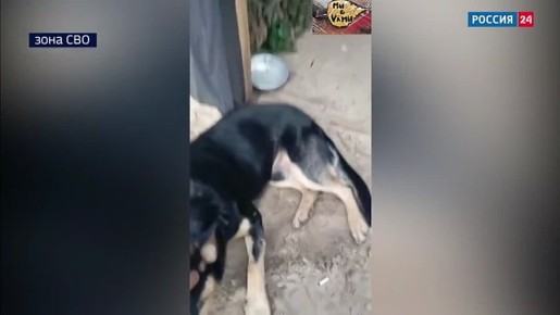 Герой поправился. Пёс по кличке Мавик, который спас отряд сибирских бойцов от вражеского дрона, полностью восстановился после ранения