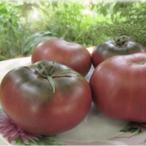 ����� ���� ������ ����: ������������ ����� � ������� �����-�������� �����