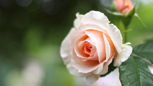 ��� ��������� ���� �� ������� � �������� �����: ��������� ���� � �������� ���������