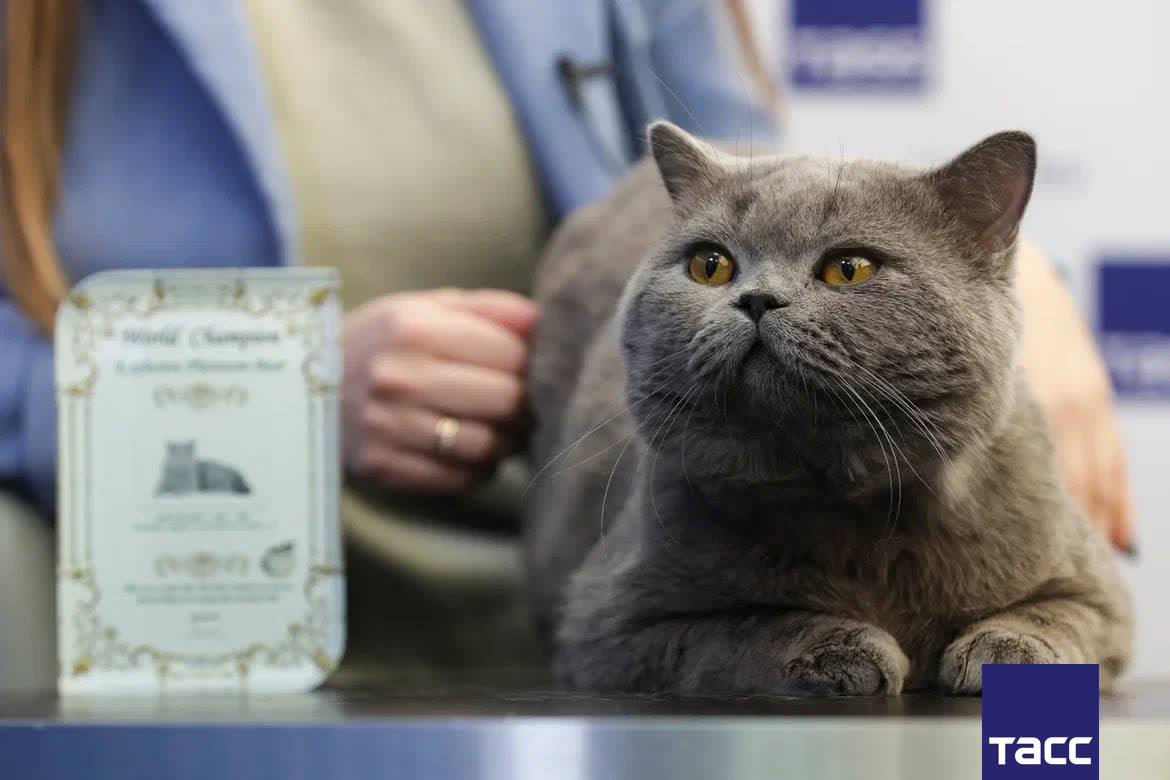 Котенка-лидера мировых рейтингов планируют вывести от британского короткошерстного кота Эксклюзива из Новосибирска, возглавившего список World Cat Federation на начало года, и его пары — кошки по кличке Маршмеллоу Котенка-лидера мировых рейтингов планируют вывести от британского короткошерстного кота Эксклюзива из Новосибирска, возглавившего список World Cat Federation на начало года, и его пары — кошки по кличке Маршмеллоу