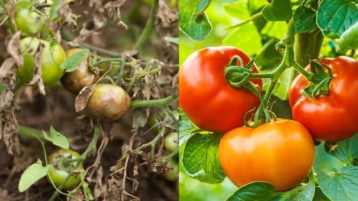 Устойчивые сорта томатов под контролем: как выбрать действительно надёжные при фитофторе