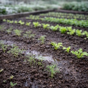 Урожай зелени зависит от времени: почему ранняя посадка иногда проигрывает
