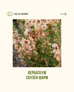 ������� � ���������� �����: ������ ������ �������� ������� ��� ����