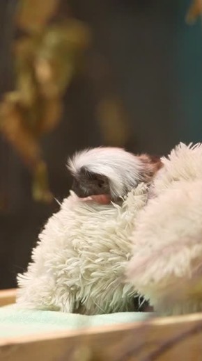 � �������� ������������ ���������� ������ ������ ������� �������