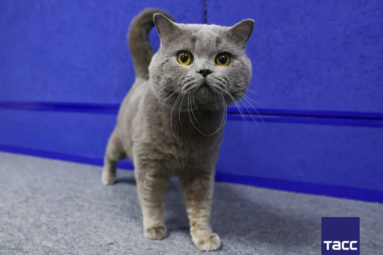 Котенка-лидера мировых рейтингов планируют вывести от британского короткошерстного кота Эксклюзива из Новосибирска, возглавившего список World Cat Federation на начало года, и его пары — кошки по кличке Маршмеллоу Котенка-лидера мировых рейтингов планируют вывести от британского короткошерстного кота Эксклюзива из Новосибирска, возглавившего список World Cat Federation на начало года, и его пары — кошки по кличке Маршмеллоу