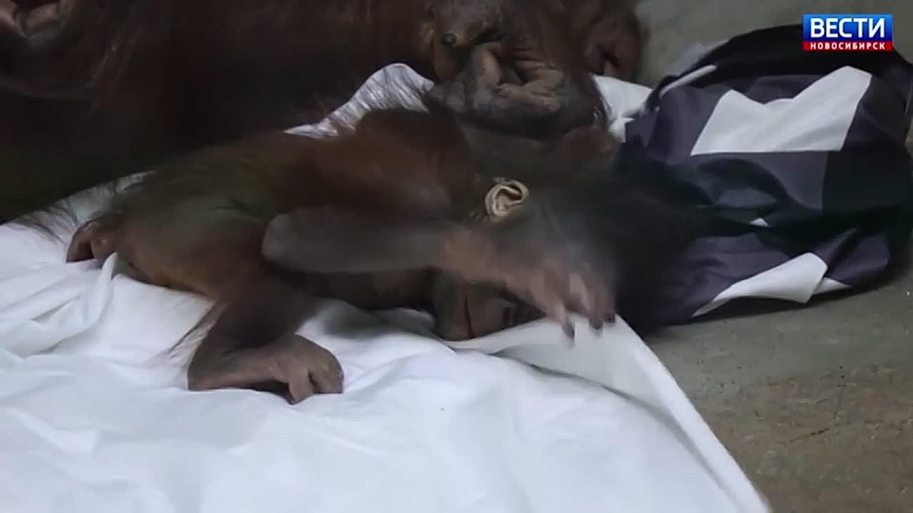 Первые шаги. Малышка Бушель, родившаяся летом 2025 года у орангутанов Бату и Мишель, делает первые попытки встать на ноги