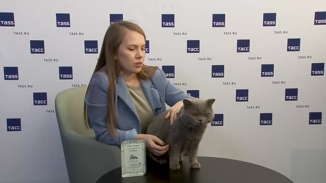 Котенка-лидера мировых рейтингов планируют вывести от британского короткошерстного кота Эксклюзива из Новосибирска, возглавившего список World Cat Federation на начало года, и его пары — кошки по кличке Маршмеллоу
