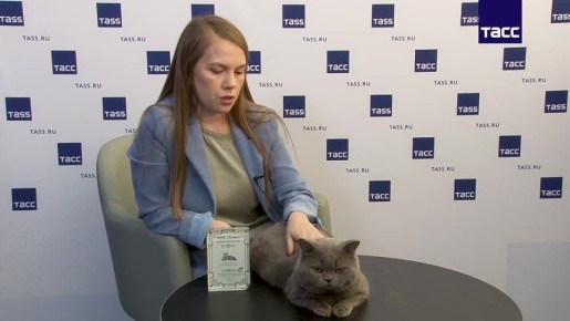 Британский короткошерстный кот Эксклюзив из Новосибирска, возглавивший мировой рейтинг World Cat Federation на начало 2026 года, продолжит участвовать в международных выставках