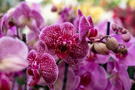 Как орхидеи снова зацветут: простой способ после цветения